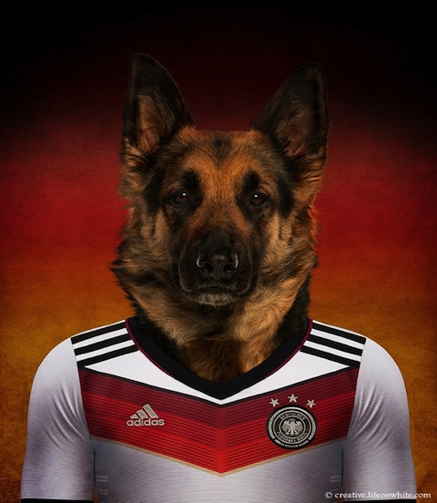 Voici les chiens du Mondial 2014 : Le Berger allemand