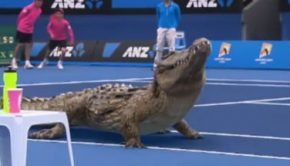 Deux crocodiles jouent au tennis sur le court central de l'Open d'Australie