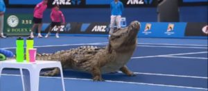 Deux crocodiles jouent au tennis sur le court central de l'Open d'Australie