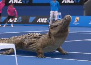 Deux crocodiles jouent au tennis sur le court central de l'Open d'Australie
