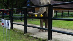 Citta, l'éléphant de l'Euro 2012 - @Iconsport